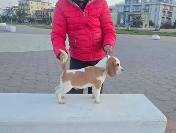 Beagle maschio alta genealogia