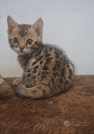 Gatto del bengala