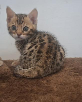 Gatto del bengala