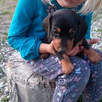 Maschietti Bassotto nano