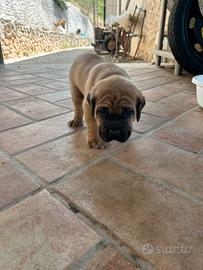 Cuccioli di cane corso