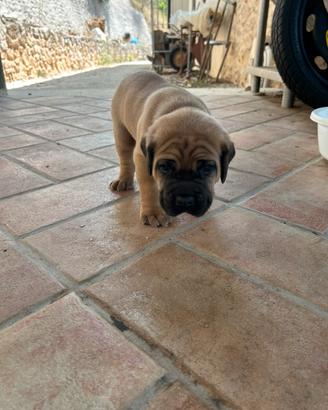 Cuccioli di cane corso