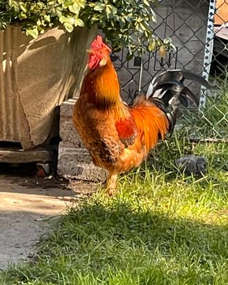 Gallo