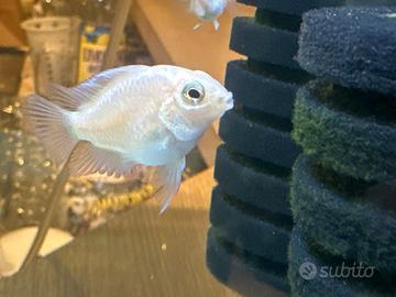 Parrot albino bianco