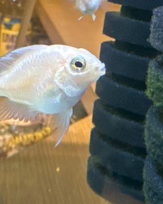 Parrot albino bianco