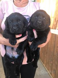 Labrador femmine nere con pedigree