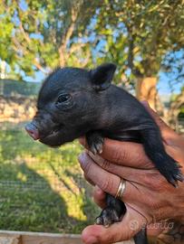 Maialini mini pig e conigli