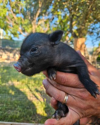 Maialini mini pig e conigli