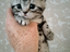 Immagine 6