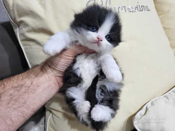 Scottish blue straight e fold maschi e femmine