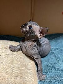Gatti sphynx
