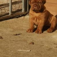 Cuccioli di Dogue de Bordeaux con pedigree