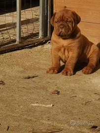 Cuccioli di Dogue de Bordeaux con pedigree