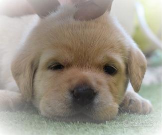 Labrador referenziati con pedigree