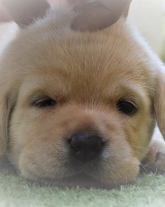Labrador referenziati con pedigree