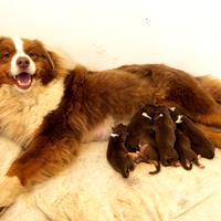 Australian Shepherd cuccioli Pastore Auatraliano