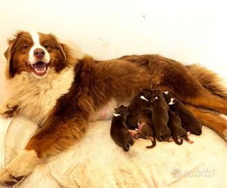 Australian Shepherd cuccioli Pastore Auatraliano