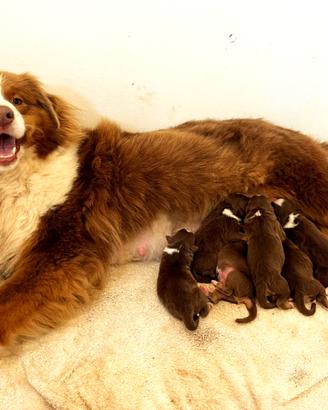 Australian Shepherd cuccioli Pastore Auatraliano