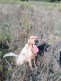 Setter Inglese