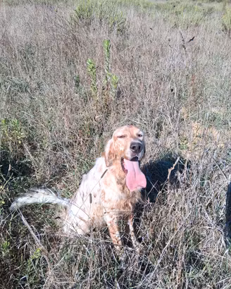 Setter Inglese
