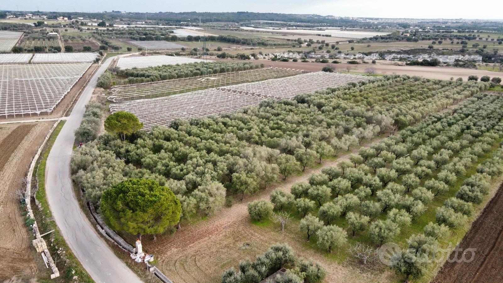 Uliveto C.da BELVEDERE (Zona RIGGIO) - Vista 2
