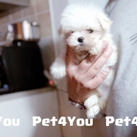 Cuccioli di taglia piccola