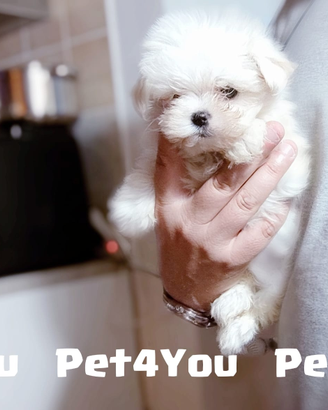 Cuccioli di taglia piccola