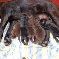 Cuccioli di Labrador Retriever Neri&Chocolate