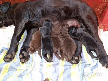 Cuccioli di Labrador Retriever Neri&Chocolate
