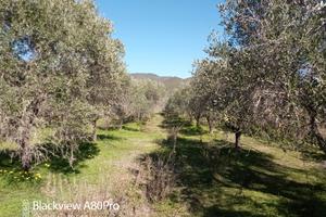 Olivetto zona oristano pressi 131