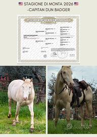 Quarter horse Cremello