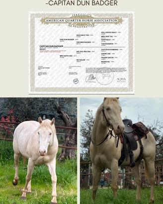 Quarter horse Cremello