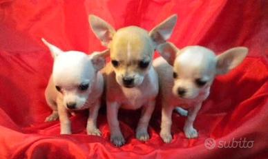 Chihuahua micro