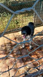 BRACCO-LAGOTTO cavatore tartufi
