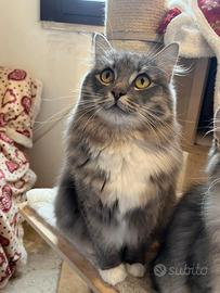 Gatto siberiano