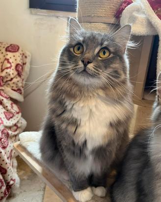 Gatto siberiano