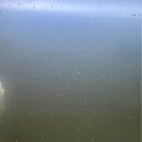 Zooplancton acquario marino