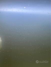 Zooplancton acquario marino