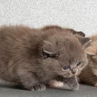 Cuccioli British Shortair