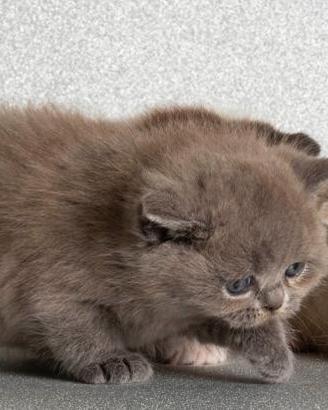 Cuccioli British Shortair