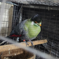 Turaco