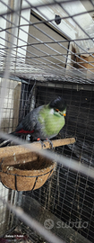 Turaco