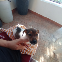 Jack russell nano a zampa corta