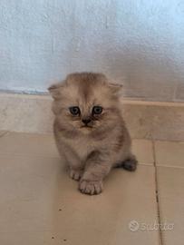 Scottish fold