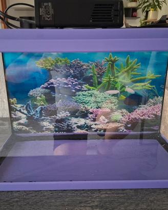 acquario 20 litri acquatlantis in vetro 