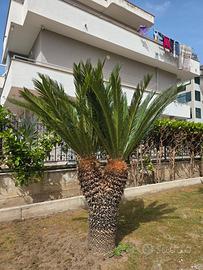Cycas biforcata di 1 metro