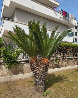 Cycas biforcata di 1 metro