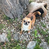 Chihuahua pedigree enci ed affisso per monta