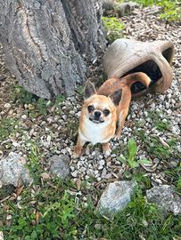 Chihuahua pedigree enci ed affisso per monta