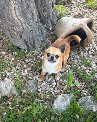 Chihuahua pedigree enci ed affisso per monta